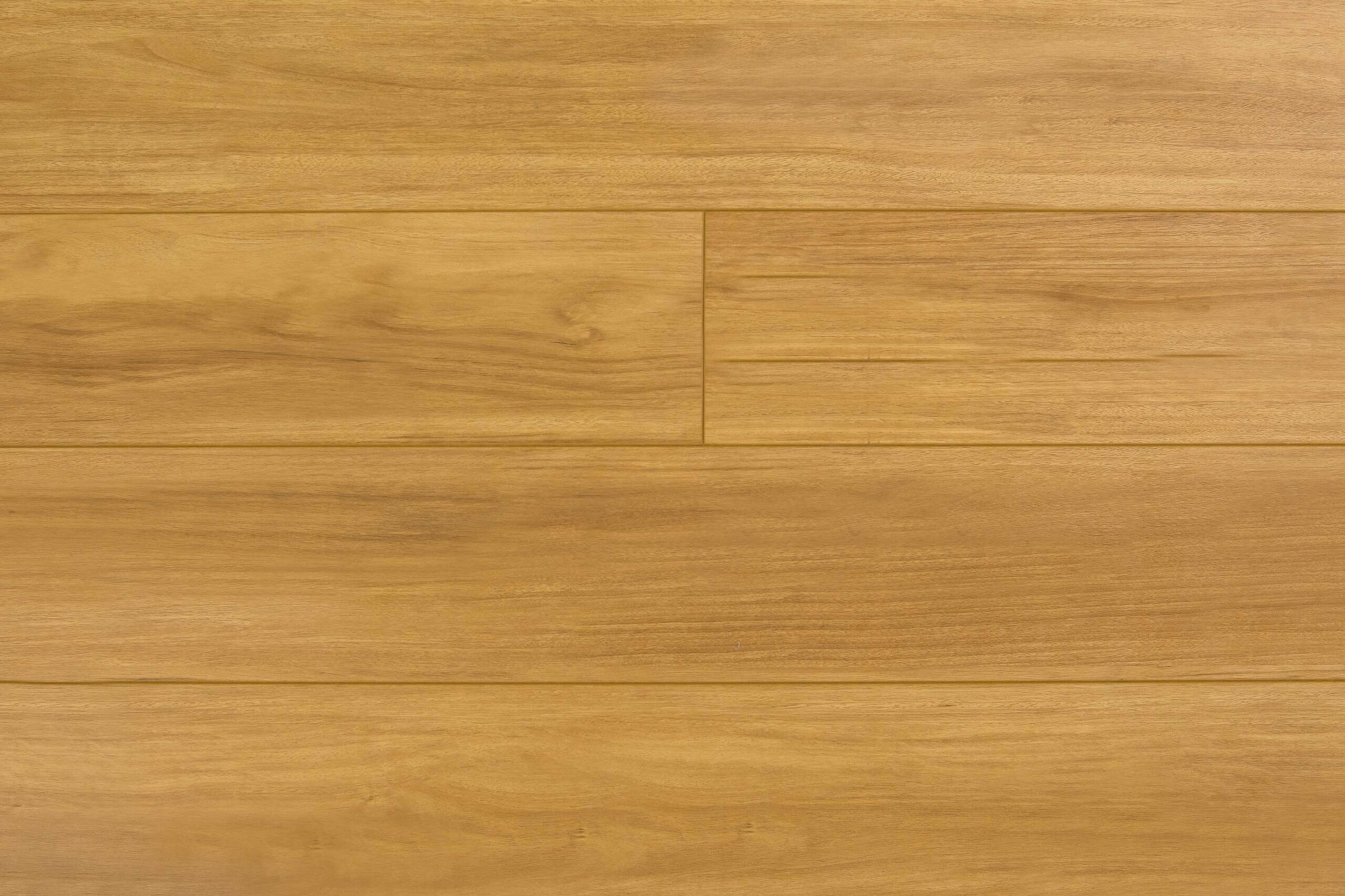 New England Blackbutt