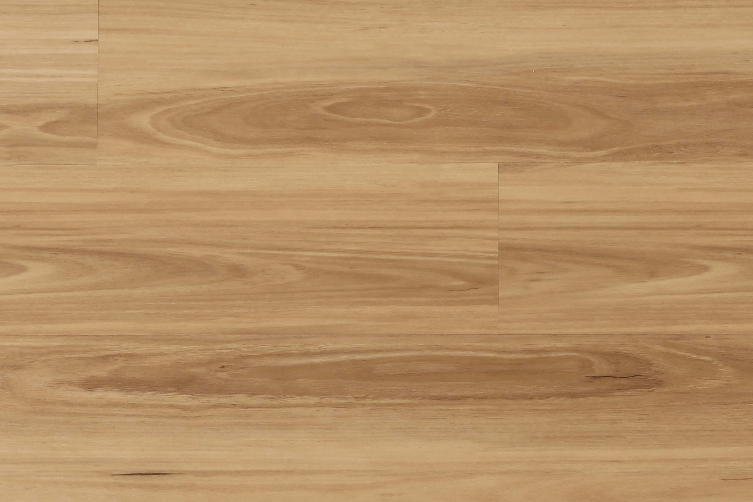 New England Blackbutt